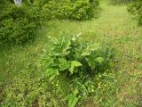 Paeonia tomentosa