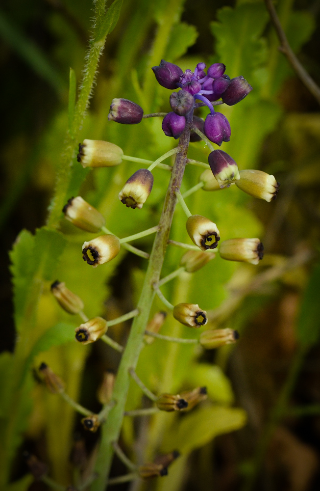 Изображение особи Leopoldia bicolor.