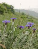 Centaurea czerkessica. Цветущие растения в горной луговой степи. Черноморское побережье Кавказа, Геленджик, гора Солдатский бугор, высота около 450 м. 7 мая 2012 г.