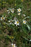 Tulipa bifloriformis. Цветущее растение. Узбекистан, Ташкентская обл., хр. Каржантау. 04.04.2009.