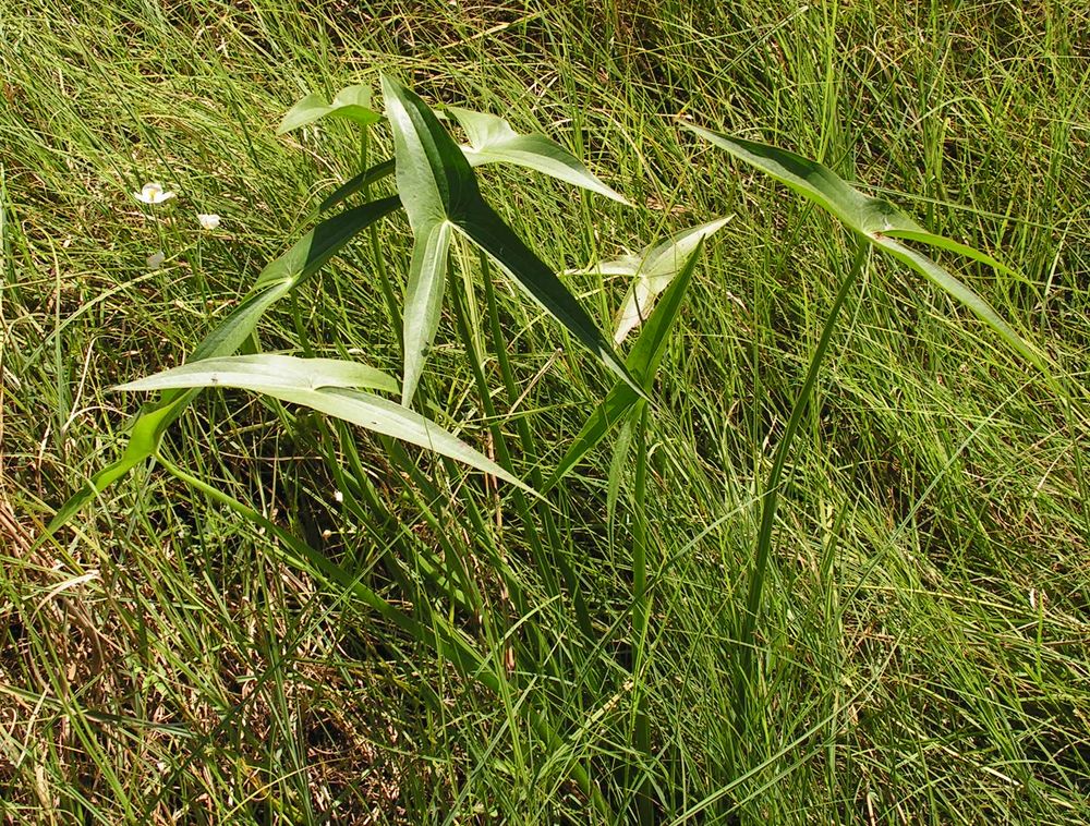 Изображение особи Sagittaria trifolia.
