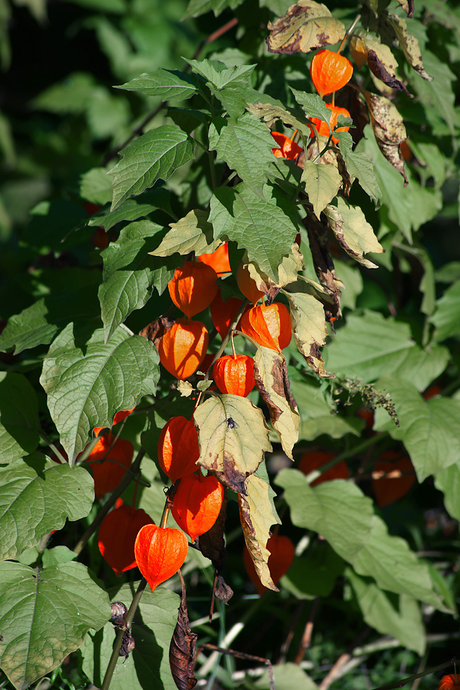 Изображение особи Alkekengi officinarum.