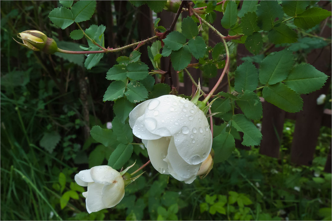 Изображение особи Rosa spinosissima.