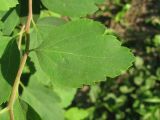 Spiraea × vanhouttei. Лист. Украина, г. Запорожье, в культуре. 20.05.2011.