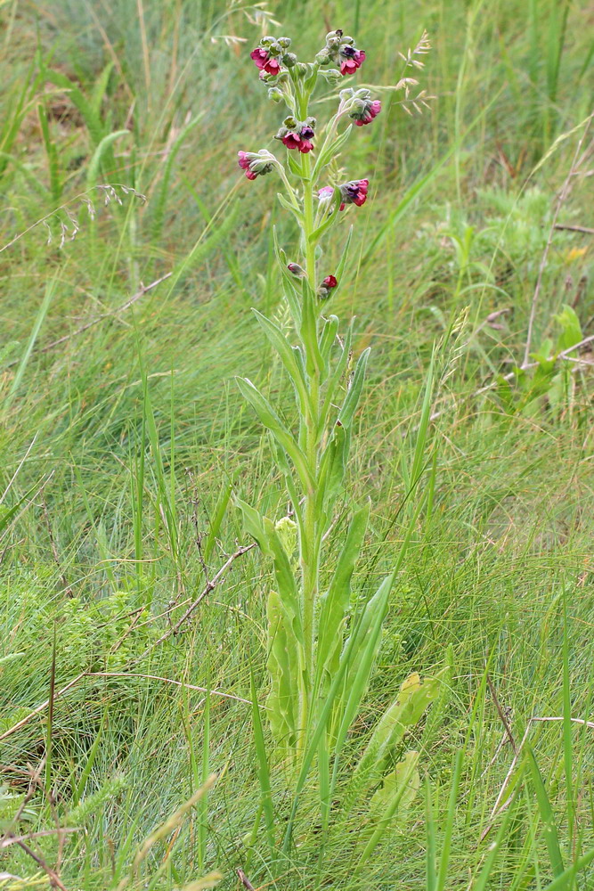 Image of Cynoglossum officinale specimen.