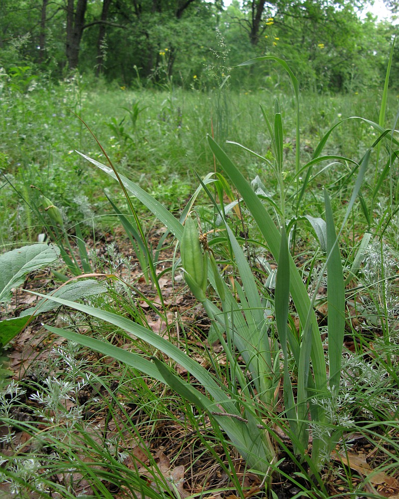 Изображение особи Iris pineticola.