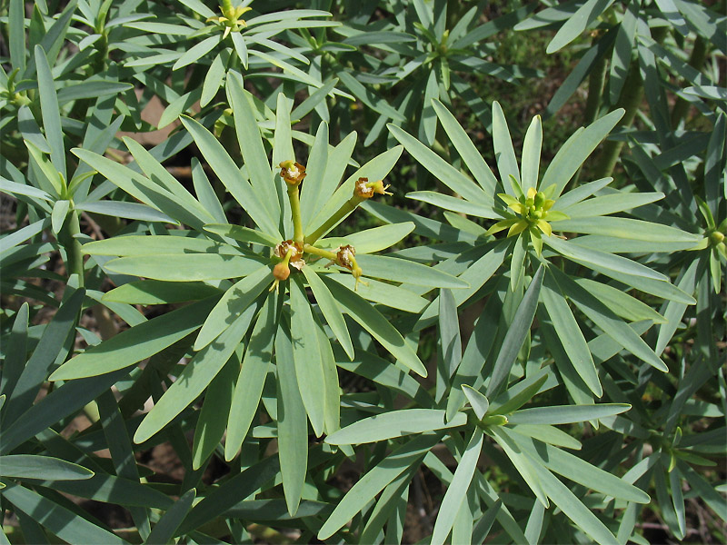 Изображение особи Euphorbia lamarckii.