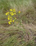 Senecio jacobaea. Цветущее растение на многолетней залежи. Краснодарский край, Кущёвский р-н, станица Шкуринская. 04.07.2009.