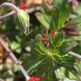 род Geranium. Бутон и лист. Германия, г. Essen, Grugapark. 29.09.2013.