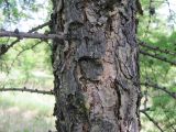 Larix sibirica