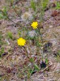 Scorzoneroides autumnalis. Цветущее и плодоносящее растение. Псковское озеро, остров Верхний. 14.06.2014.