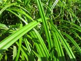 Scirpus sylvaticus