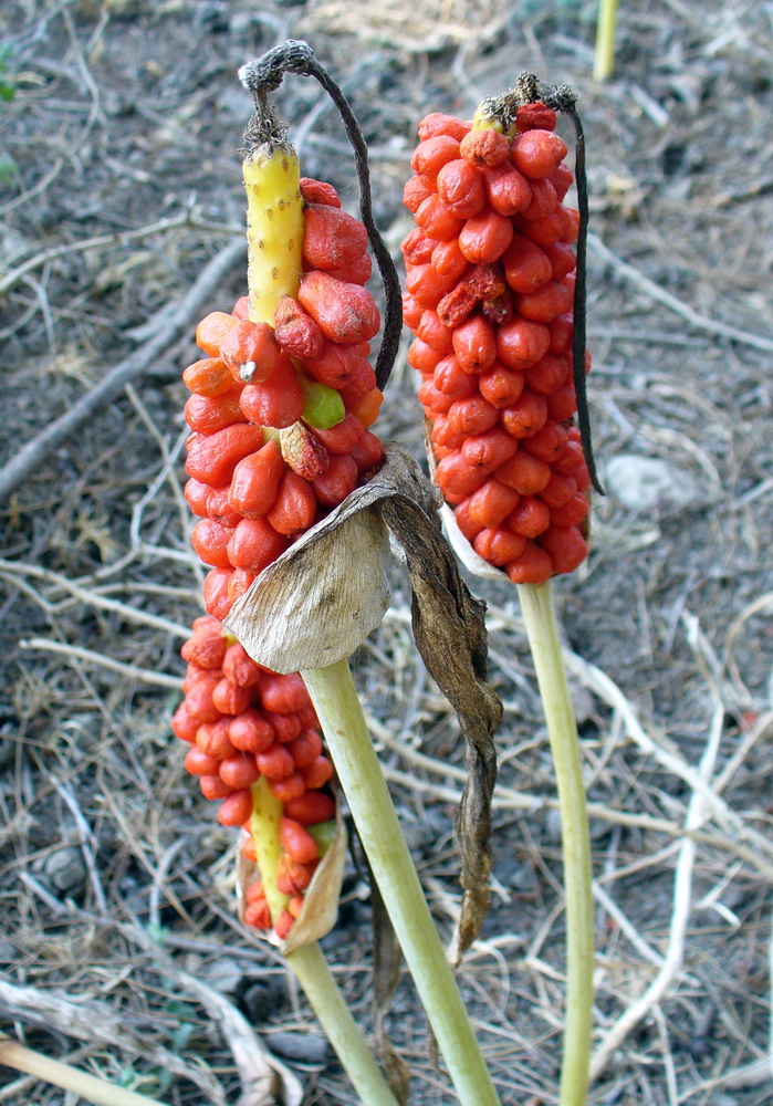 Image of genus Arum specimen.