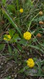 Trifolium campestre