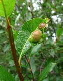 Salix phylicifolia