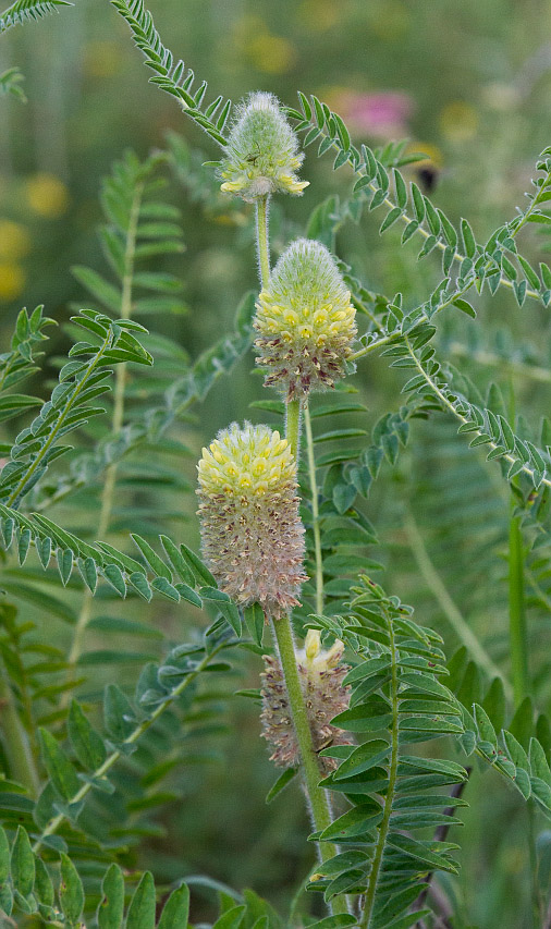 Изображение особи Astragalus alopecurus.