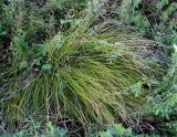 Carex humilis. Дерновина. Украина, Хмельницкая обл., Каменец-Подольский р-н, Национальный природный парк \"Товтры\", западнее с. Гораевка, склон к р. Днестр. 20 августа 2008 г.