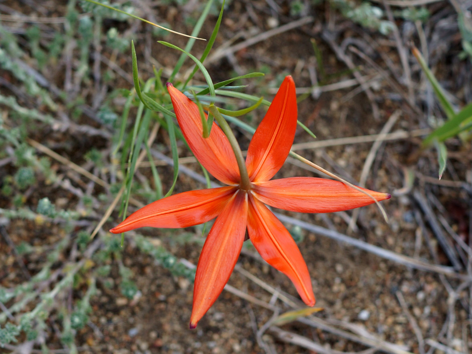 Изображение особи Lilium pumilum.