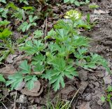 Corydalis nobilis