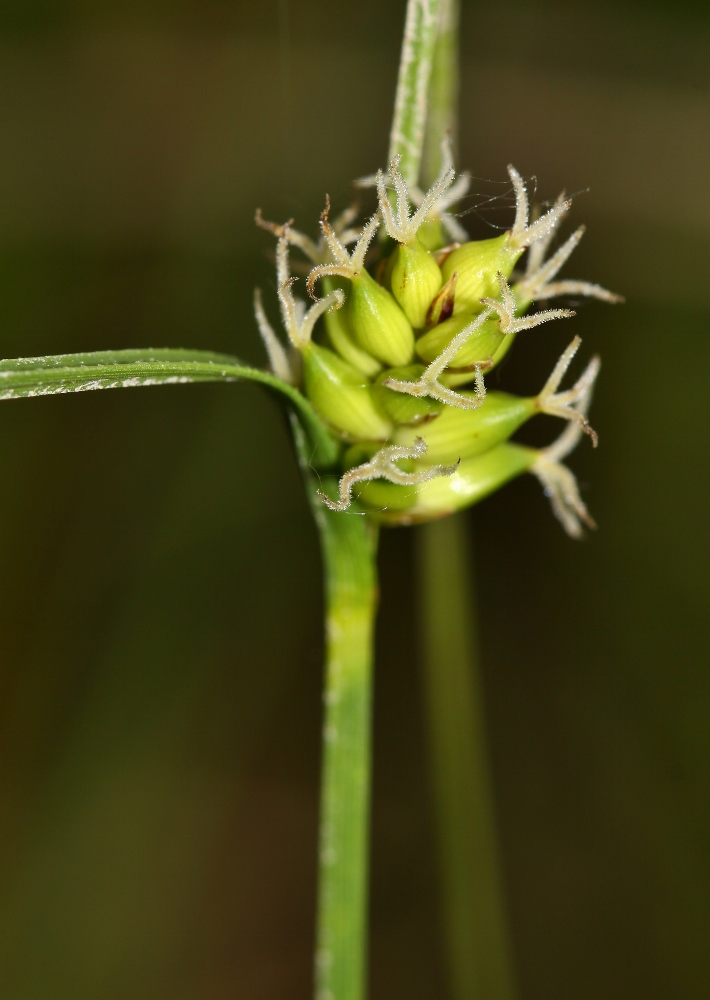 Изображение особи Carex scabrifolia.