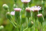 Erigeron acris