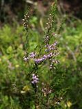 Calluna vulgaris. Веточка с цветками. Ленинградская обл., окр. пос. Рощино. 24.07.2009.