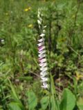 Spiranthes australis. Соцветие. Приморье, ЗАТО г. Фокино, о. Путятина, луг. 17.08.2016.