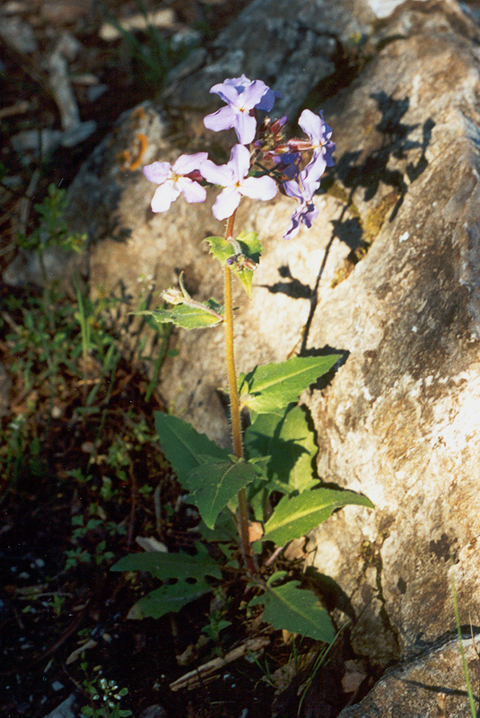 Изображение особи Hesperis steveniana.