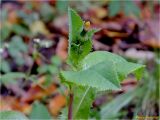 Sonchus asper