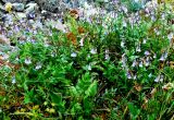 Mertensia rivularis