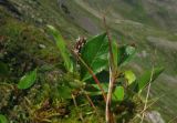 Salix turczaninowii