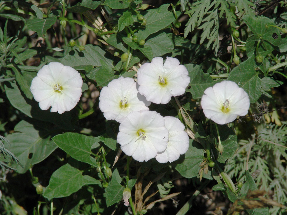 Image of Convolvulus arvensis specimen.