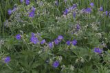 Geranium pratense