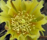 Opuntia phaeacantha разновидность camanchica. Цветок. Украина, г. Луганск, ул. Оборонная, парковый комплекс педуниверситета, в культуре. 18.06.2017.