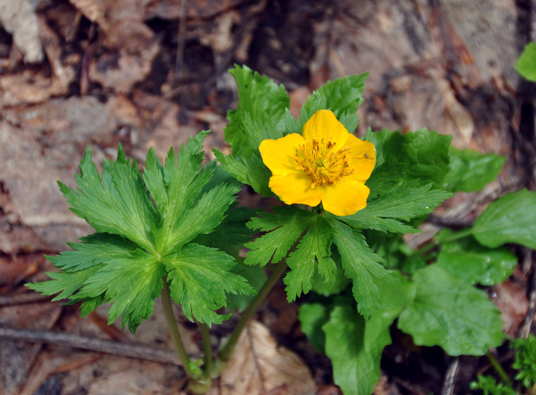 Изображение особи Trollius ranunculinus.