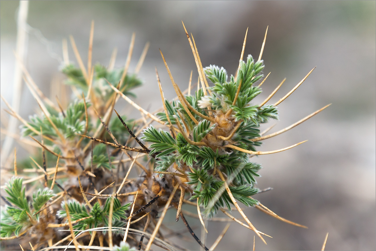 Изображение особи Astragalus microcephalus.