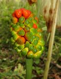 Arisaema robustum