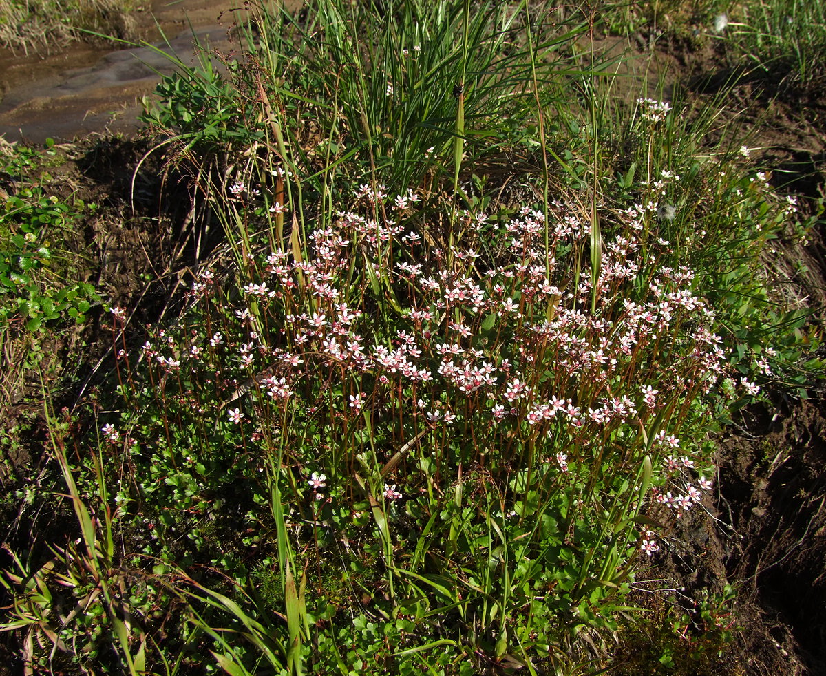 Изображение особи Micranthes nudicaulis.