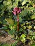 Bergenia crassifolia