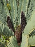 Encephalartos eugene-maraisii