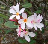 Plumeria rubra