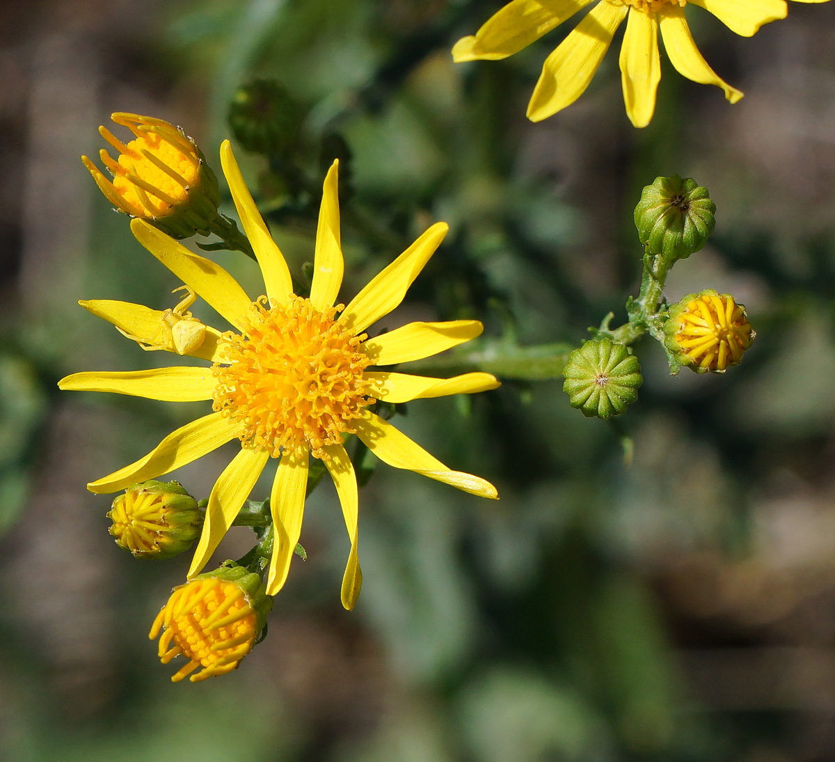 Изображение особи Senecio jacobaea.