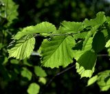 Corylus avellana