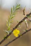 Chamaecytisus borysthenicus