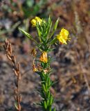 Oenothera biennis. Верхушка побега с бутонами, цветками и созревающими плодами. Московская обл., Орехово-Зуевский р-н, долина р. Нерская, залежь. 22.09.2018.