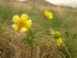 Ranunculus polyrhizos