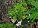 Lobaria linita