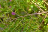 Cuphea hyssopifolia