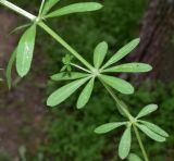 Galium aparine. Часть побега с листьями. Узбекистан, г. Ташкент, пос. Улугбек, санитарно-защитная зона. 08.04.2019.