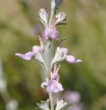 Teucrium creticum. Часть побега с цветками. Республика Кипр, окр. г. Лимасол (Λεμεσός), прибрежная фригана. 19.05.2019.